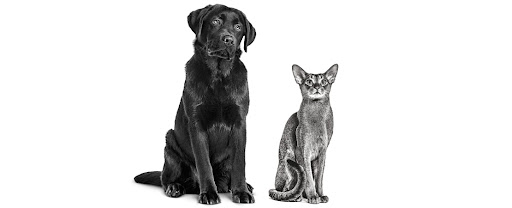 Lama biliar em cães e gatos: quais as principais causas e como tratar?