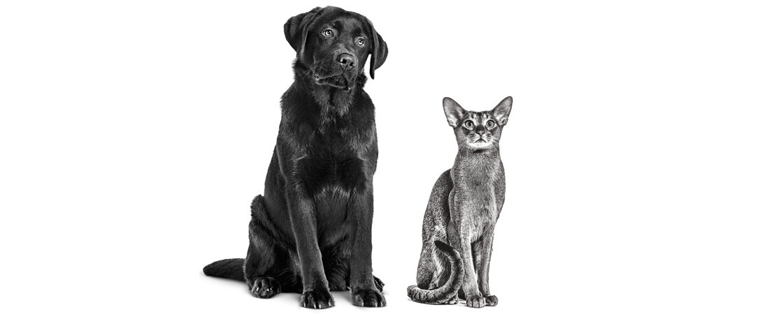 Principais aspectos da Insuficiência Pancreática Exócrina em cães e gatos