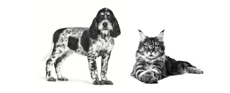 Termorregulação animal: como os cães e gatos regulam a temperatura corporal