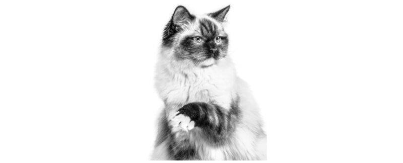 Cistite Idiopática Felina: a principal doença do Trato Urinário Inferior dos gatos