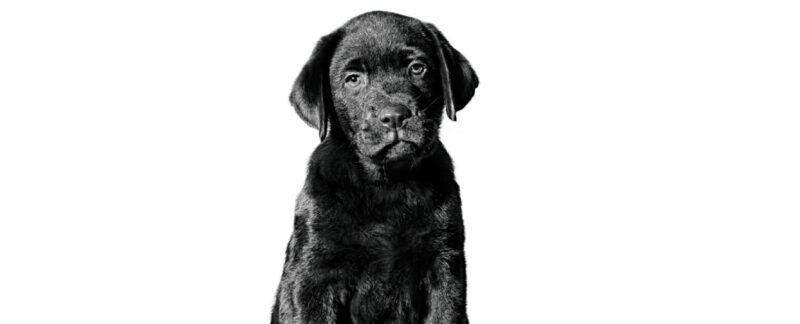 Parvovirose canina: como ocorre, abordagem clínica e formas de prevenção