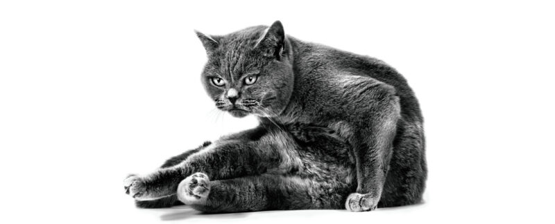 Hipertireoidismo em gatos: do diagnóstico ao tratamento
