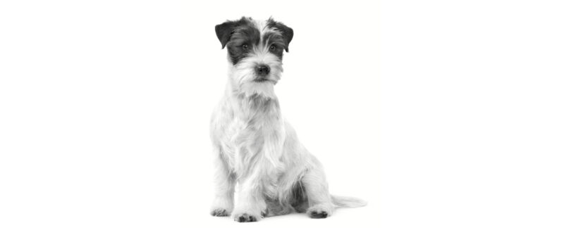 Renal Small Dog: o alimento ROYAL CANIN® para cães de pequeno porte com doença renal crônica