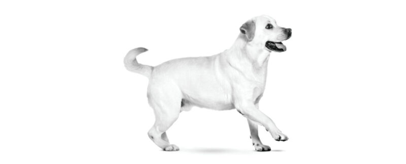 Torção gástrica em cães: tudo sobre a síndrome da dilatação vólvulo-gástrica (DVG)