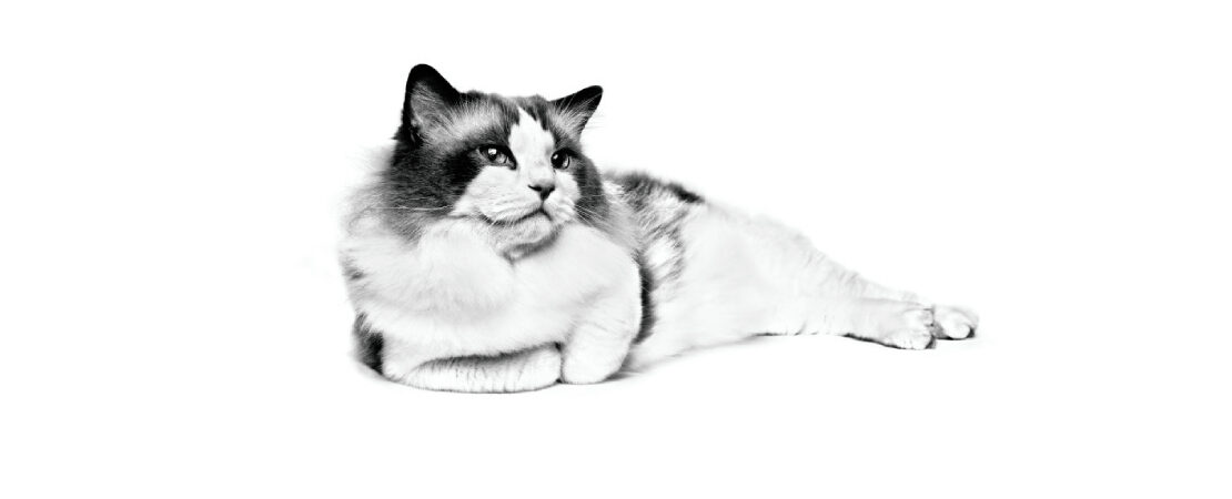 Tromboembolismo aórtico em gatos