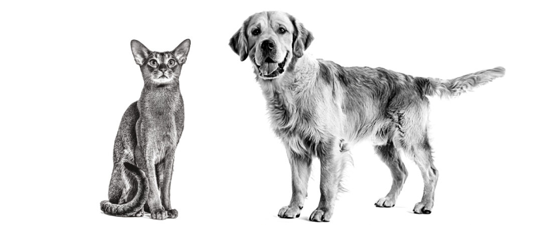 Pneumonia aspirativa em cães e gatos
