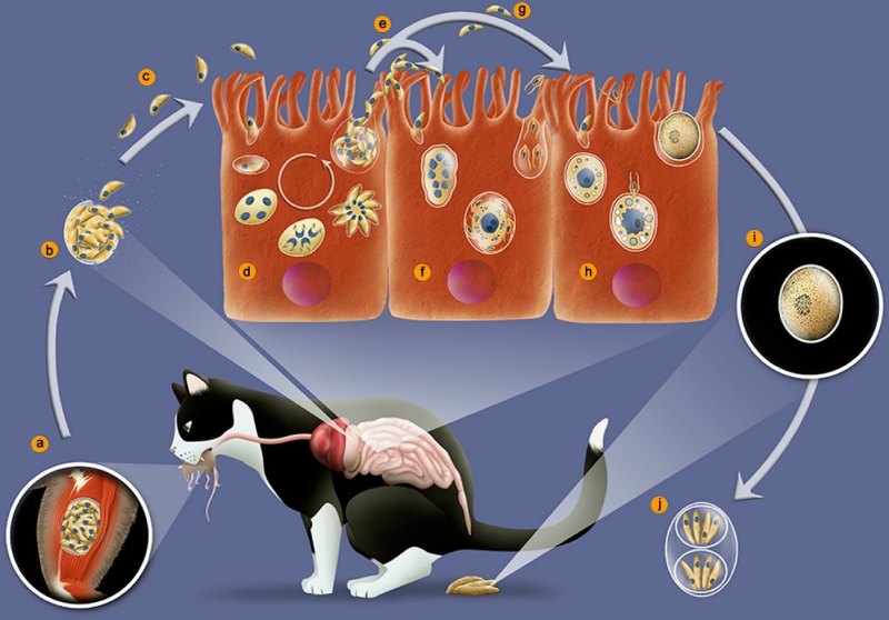 ilustração que detalha como é o ciclo de vida do toxoplasma gondii em gatos