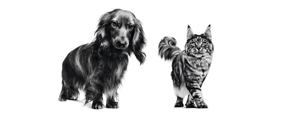 O que é regurgitação em cães e gatos e quais as principais causas?