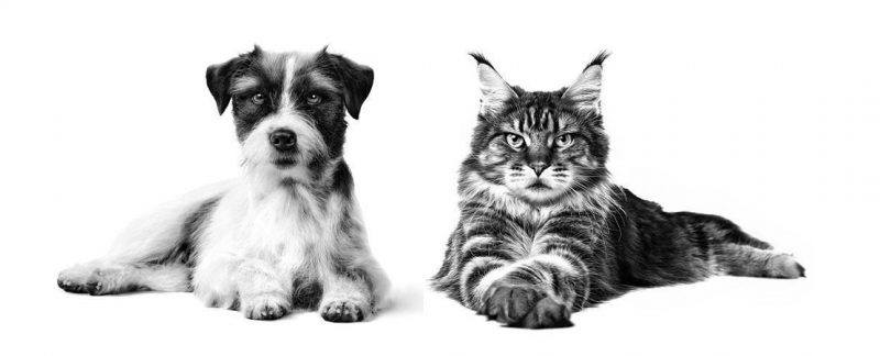Enriquecimento Ambiental para cães e gatos: qual a importância?