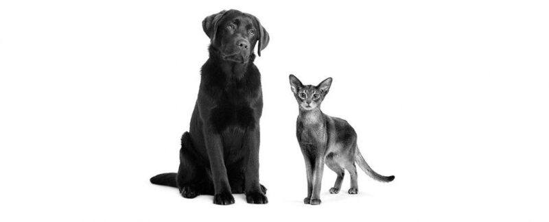 Melena e hematoquezia: como identificar a presença de sangue nas fezes de cães e gatos?