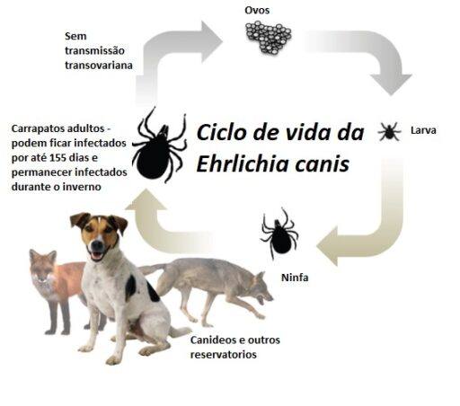 Ciclo de vida da Ehrlichia Canis, transmissor da erliquiose canina