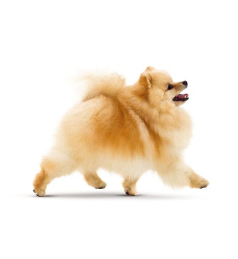 Pomerânia - o Spitz Alemão Anão ou Lulu da Pomerânia - é um dos mais queridos cães de raças pequenas