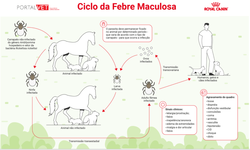 Ciclo da febre maculosa