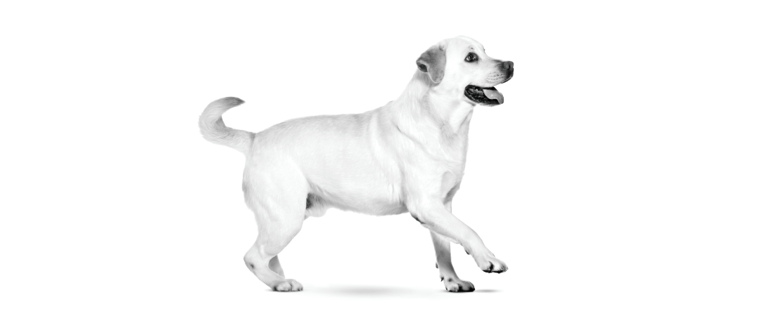 Colite canina: quais as principais causas e como diagnosticar?