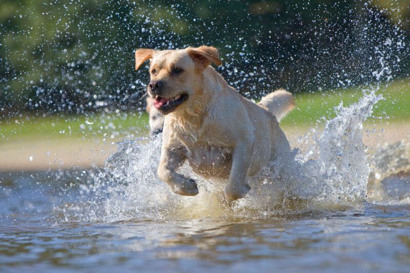 Cão da raça Labrador Retriever correndo e brincando na água
