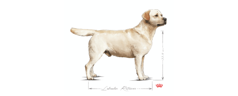 Labrador Retriever: conheça as principais particularidades da raça