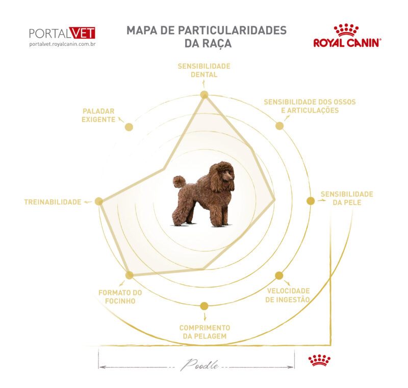 Infográfico com as características de cão da raça Poodle