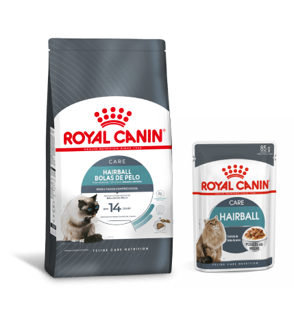 Alimento Royal Canin Hairball, voltado para a diminuição de bolas de pelo em gatos como o Ragdoll