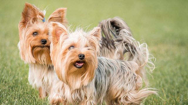Cães da raça Yorkshire Terrier