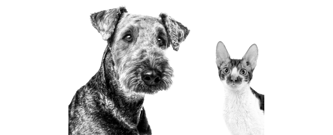 Hérnia umbilical em gatos e cães: entenda a importância do diagnóstico
