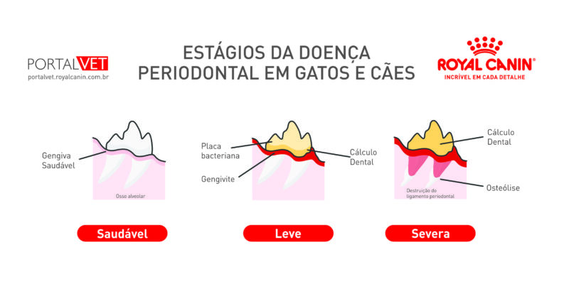 Evolução da doença periodontal
