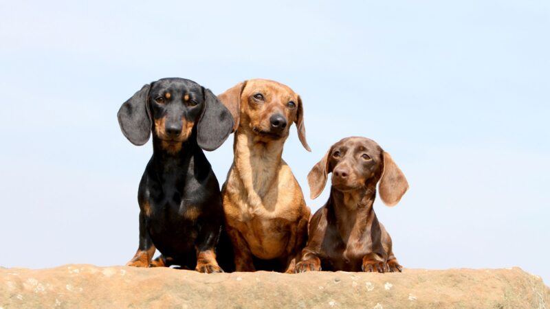 cães da raça dachshund