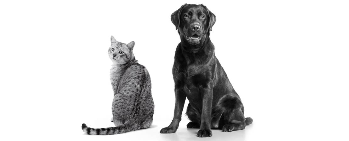 Polifagia em cães e gatos: entenda as principais patologias associadas!