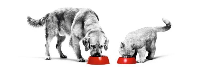 Obesidade em gatos e cães: entenda os riscos e as formas de prevenção e tratamento!