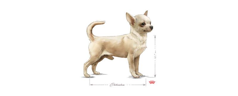 Raça Chihuahua: conheça as principais curiosidades e características! 