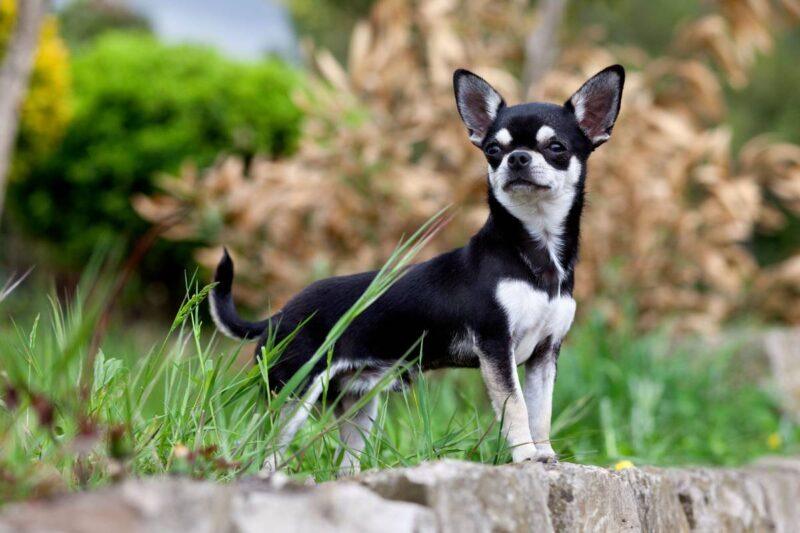 cão da raça Chiuaua com pelagem preta e branca em um ambiente de natureza