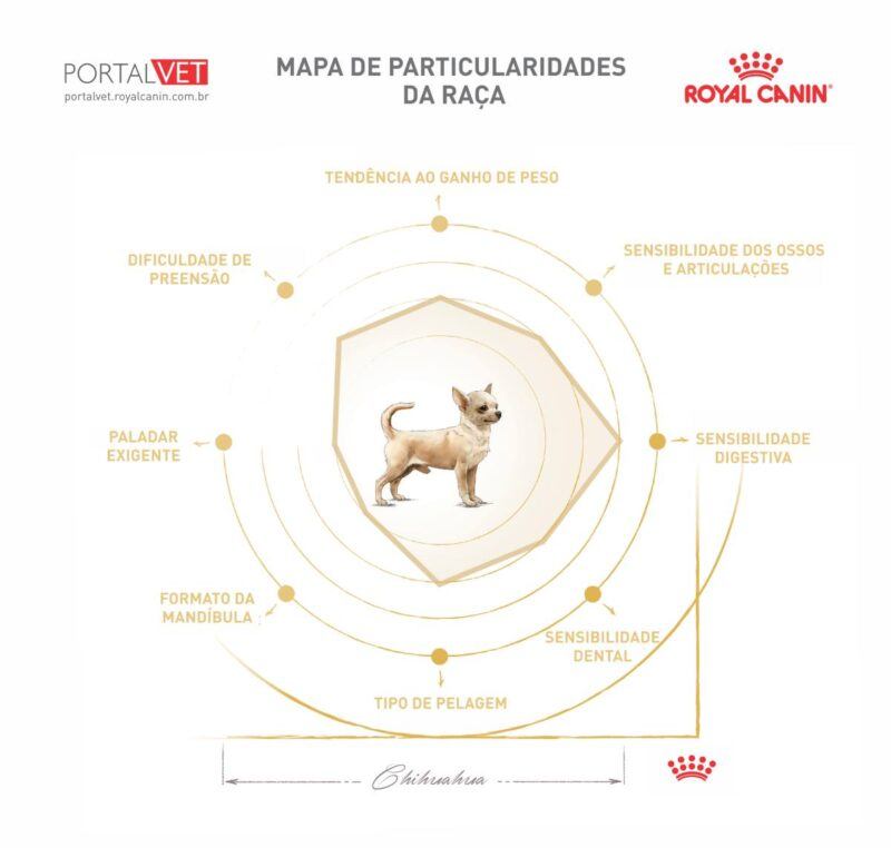 Tabela mostra particularidades do cão da raça Chiuaua