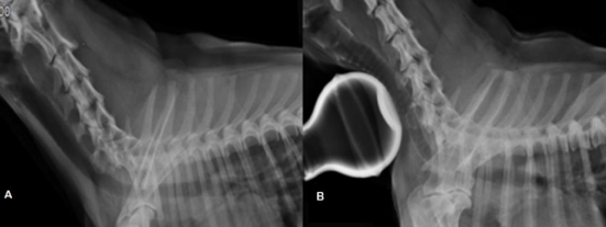 Imagem radiográfica que mostra o colapso de traqueia em um cão