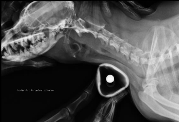 Imagem mostra um raio-x cervical de um cão um colapso de traqueia