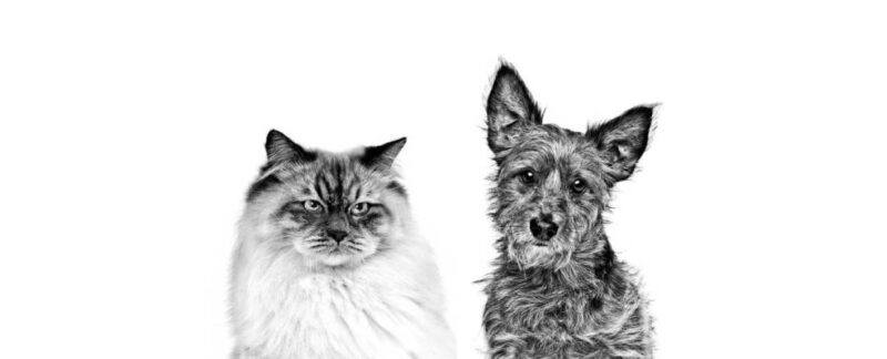 Controle de ectoparasitas em cães e gatos: entenda a importância para a saúde animal e humana