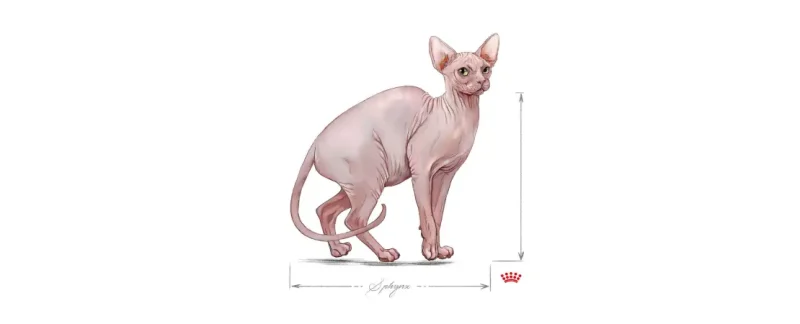 Raça de gato Sphynx: conheça as principais características do felino!