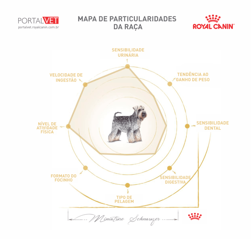 Infográfico com as características da raça canina Schnauzer