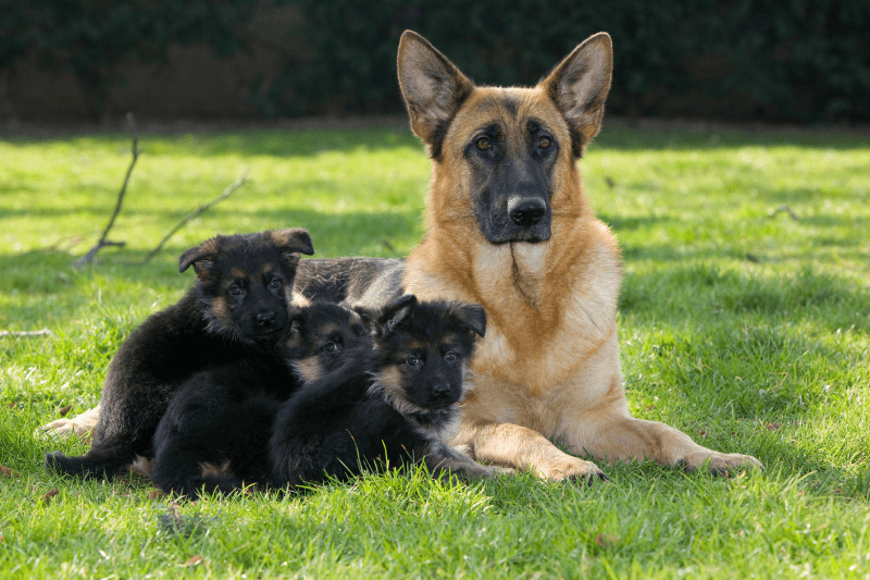 Cão da raça Pastor Alemão e seus filhotes
