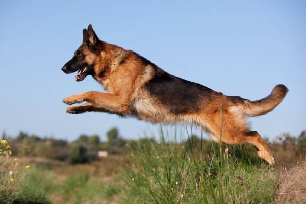 Cão da raça Pastor Alemão pulando
