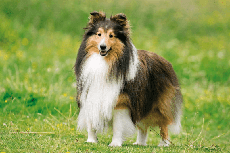cão da raça Pastor de Shetland em ambiente externo