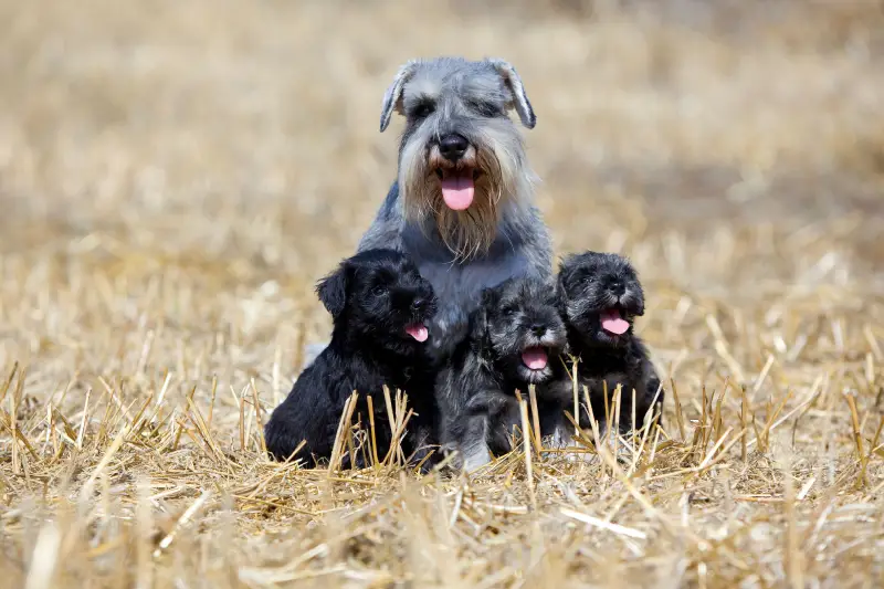 Cão da raça Schnauzer com seus filhotes